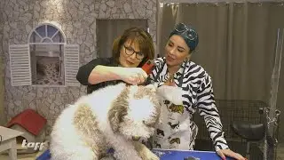 Reality queen Kate Merlan tries her hand at being a dog groomer - will the job end in a fiasco?
