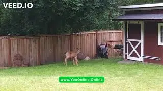 Deer Zoomies!