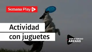 &iquest;C&oacute;mo entrenar a los perros al jugar con pelotas? | Rodrigo Arenas