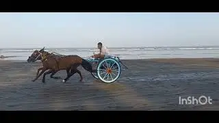 Gorai Beach horse race 🏇 C Group