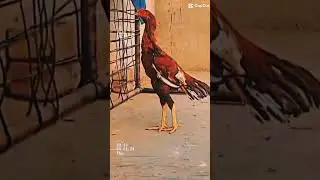 #vithalkania#chiks #birds#seal #aseelmurga #beuty #Raggubhai#viralvideo