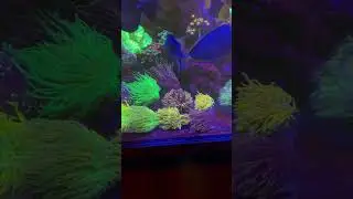 My Torch coral&rsquo;s garden