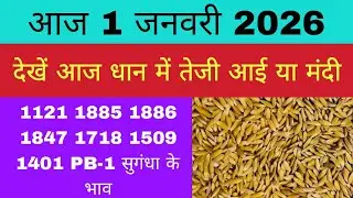 धान का भाव आज 🔴1 जनवरी 2026 | 1509,1121, बासमती | Dhaan Rate Today | Agri Commodity Price