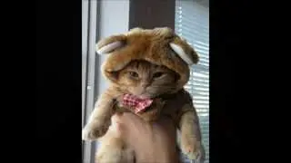 Kittens Wearing Funny Hats (Cute cat pictures with funny song)