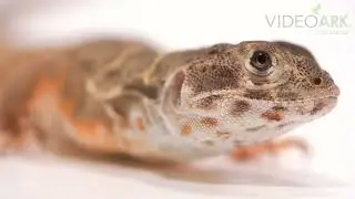 An endangered (IUCN) and federally endangered blunt-nosed leopard lizard (Gambelia sila).