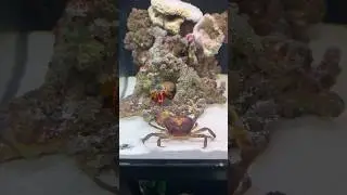 Peacock Mantis Shrimp Takes with a Powerful Punch Nature's Weapon😰🔫