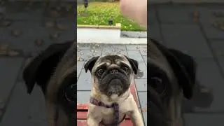 Собака ❤️ ест чернику! 😋 Он машина! 😂 #шорты