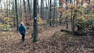 Ep103 Fall! Hunting Season! German Shepherd's Hiking Video Series Part 2 of 4 Hiking with Dog