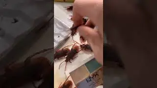 Bug infestation prank on girlfriend | Amani & Israel #Shorts