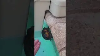 🛟🐭Mouse & 🐢Turtle 🛟Rescue
