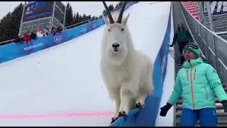 Mountain Goat Takes Over the Winter Olympics Ski Jump