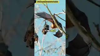 Bats &ndash; The Night Flyers of the Sky | Amazing Bat Facts for Kids & Nature Lovers #america #wildlife