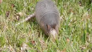 Armadillo ( Gordeldier )