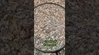 🦪Гора из Устричных Раковин #shorts