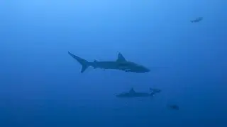 Diving Roca Partida - Sharktopolis!