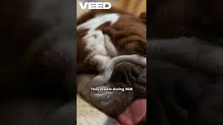 Pawsome Dog Facts Unleashed