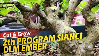 Cara Efisien Program Bonsai Sianci Hanya di Dalam Ember