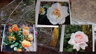 🌹💥 Вперше отримала саджанці з розсадника Паросток м.Ічня.