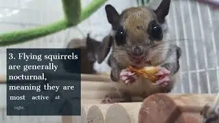 10 Most Incredible facts about Flying Squirrels