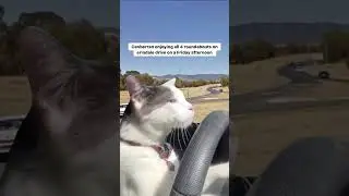 An average Canberra driver on the roundabouts #Canberra #shorts