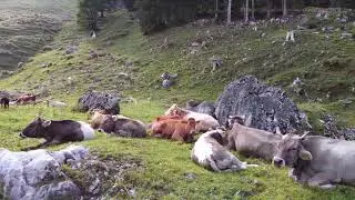 Sahli Bisisthal