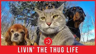 Funny Animals Taking Selfies | Funny Videos Ft. Cute Animals
