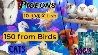 10 ரூபாய் முதல் fish | 150 from birds | petshop Review in Madurai | pets sales low price