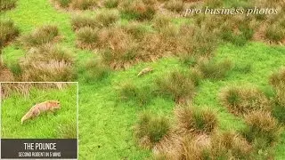 Fox on the hunt Surrey: Drone video of fox hunting