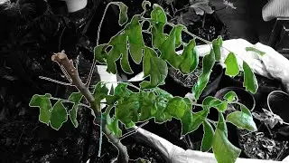 Progress Report: Kacey, the Juvenile Greengage Plum Tree! (12.27/25)