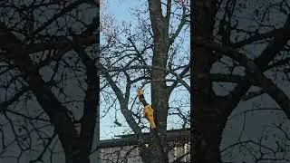 Stop Using Manual Clippers&hellip; This Electric Pruner Cuts Through Branches Like Butter 🌳⚡