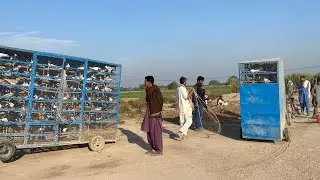 Kabootar Kamu Kala Bhaiya cha Hua900 Zila Multan Dera Ghazi900