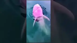 Rare Pink Dolphin 🐋🐋😱😱😱 #rare #dolphin #fish #shorts