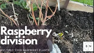How to propagate raspberry plants by division.
