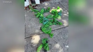 Police investigating dog-poop throwing vandalism case at LGBTQ+ youth center