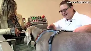 Weimaraner testet die Hundephysiotherapie Hundemassage Hundekrankengymnastik in der LESIA Tierklinik