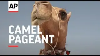 Camel pageant brings 'World Cup' victory to Qatar