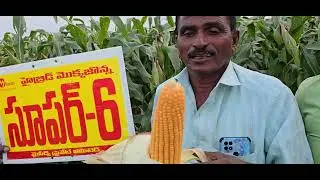 MY SEEDS PVT LTD COMPANY MAIZE SUPER 6..KADULURU. VILLAGE. MOHAN REDDY పొలం లో సూపర్ 6