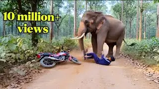 Elephant Attack Boys in Jungle | Elephant Attack In the forest | Elephant Attack 