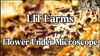 LIT Farms Flower Under Microscope - Macro Trichome Shots
