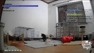 Live with Our Special Needs Kitties at Whisker House