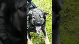 ▪️SUPER GSD! #germanshepherd #gsds #dogtraining #dogcoach #malinois #germanshepheard #puppy #gsd
