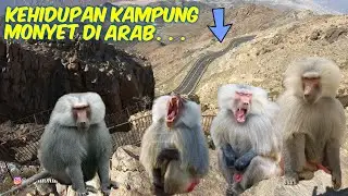 SUASANA KEHIDUPAN KAMPUNG MONYET DIPUNCAK GUNUNG DI ARAB