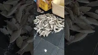 விலை மீன் Vilai meen Kattumavadi Meen Market Kattumavadi Fish Market