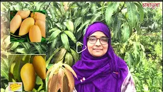 বিশ্বসেরা ৫ নাম্বার আমঃ নাম ডক মাই (Nam Dok Mai Thai )