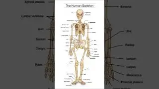 Human skeleton 🦴#nursinglecture #nursingeducation #abvmu #norcet #rrb