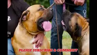 Aggressive boerboel barking, aggressive boerboel dog, Aggressive Boerboel | boerboel dogs 101