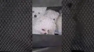 Which one of them is Baby Snowby? #dogs #funny #funnydogvideos #dogslife