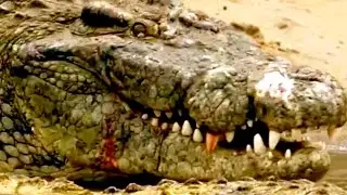 CROCODILE DOCUMENTARY NATIONAL GEOGRAPHIC  ***HD Animal Video***