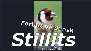Stillits. Fugle i Danmark. #shorts Stillitsen. Alt om denne fugl, fortalt p&aring; dansk.