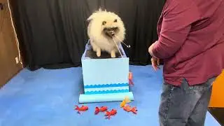 DMWYD Dog Olympics: Fetch a Fish